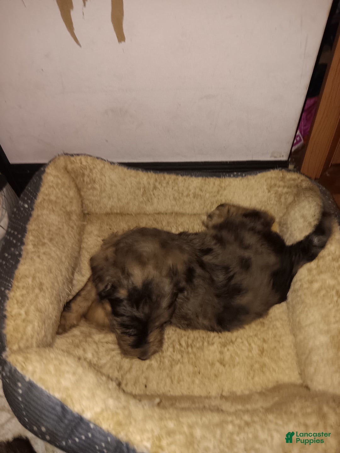 Labradoodle dogs for sale: Creamy mae - Ad 29