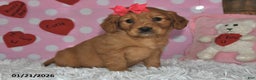 Miniature Golden Retriever dogs for sale: Cupcake - Ad 4