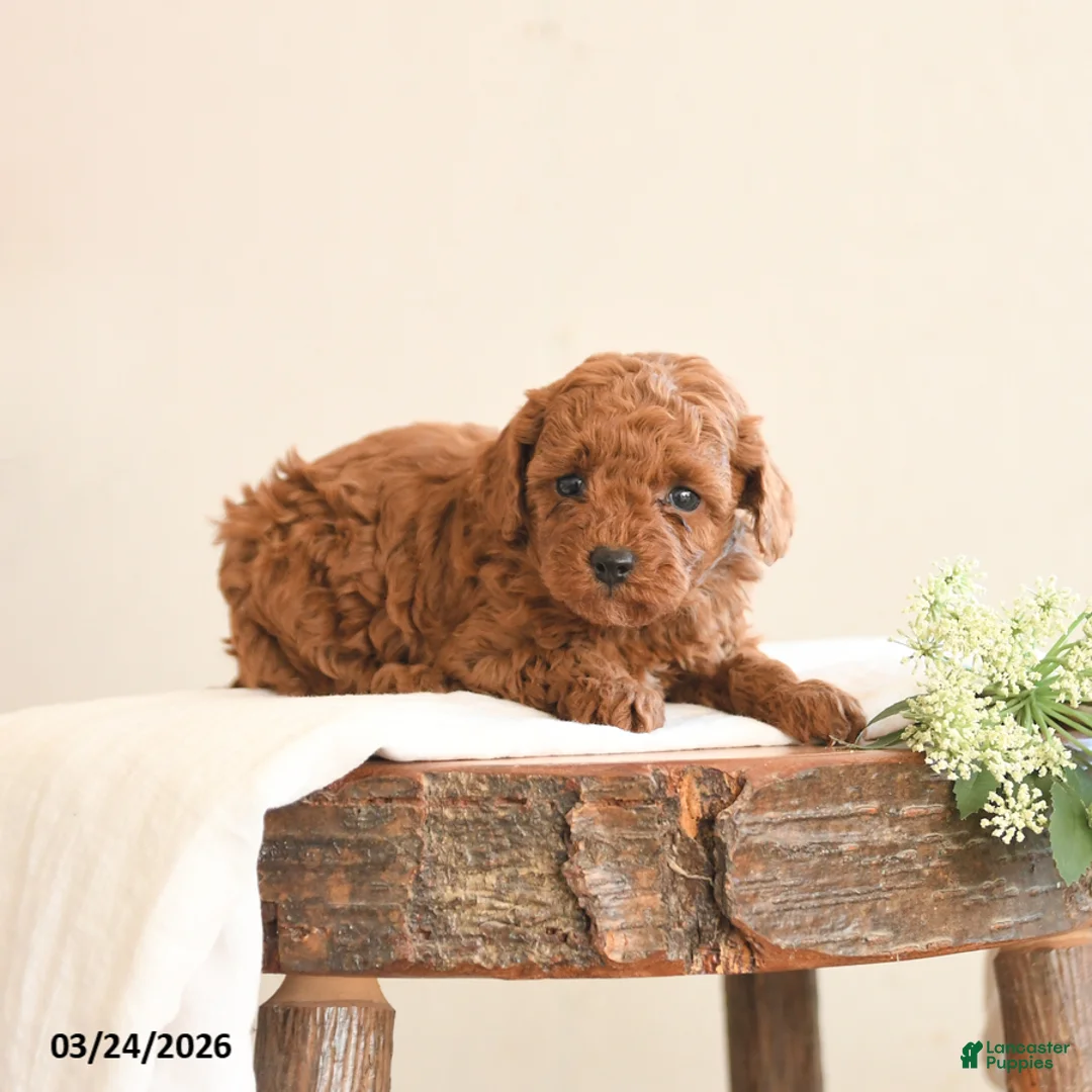 Toy Poodle dogs for sale: Tracy - Ad 3