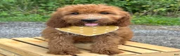 Irish Doodle dogs for sale: Daisy - Ad 4