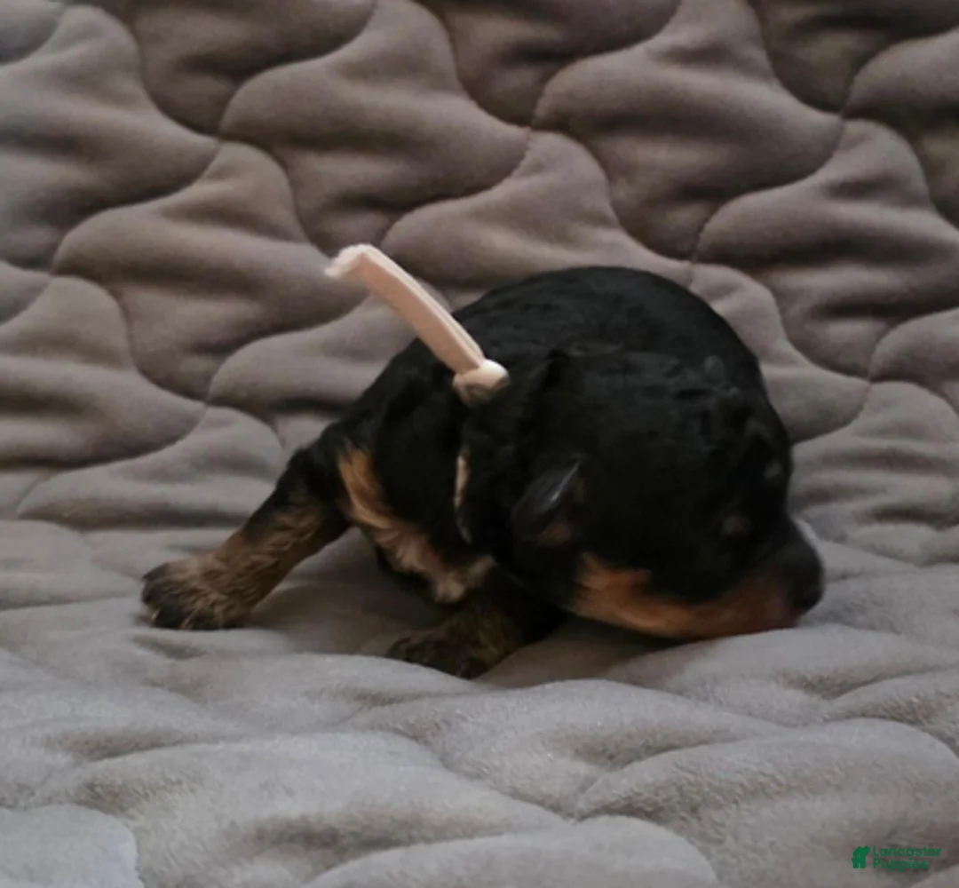 Toy Poodle dogs for sale: Asher phantom - Ad 2