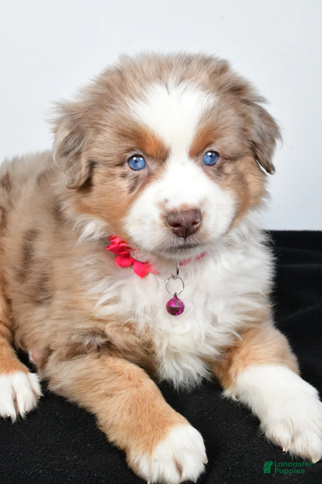 Miniature Australian Shepherd dogs for sale: River - Ad 7