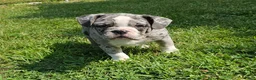 Mixed Breed dogs for sale: SALE! Trento - Ad 4