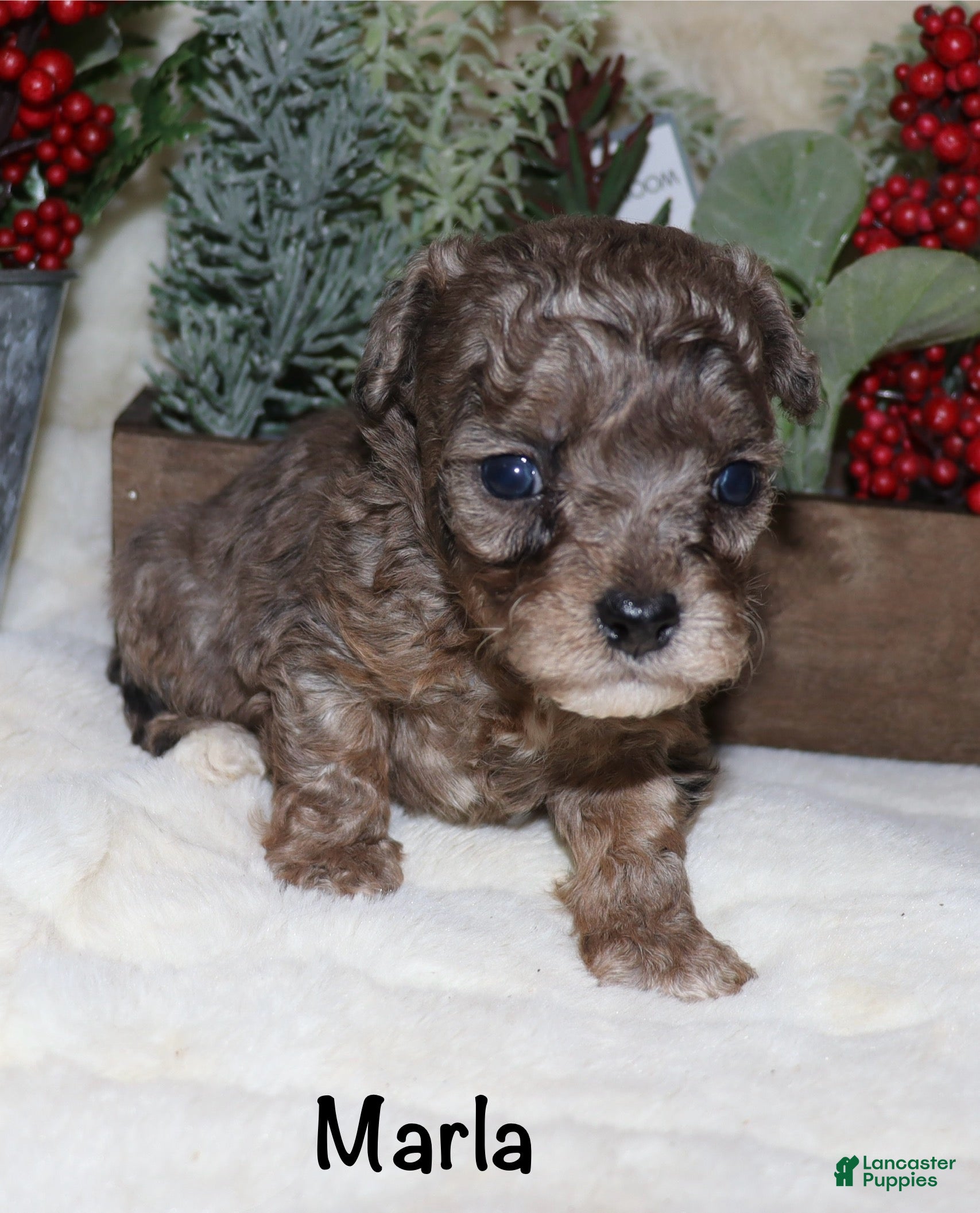 Toy Poodle dogs Marla- blue merle - Ad 14