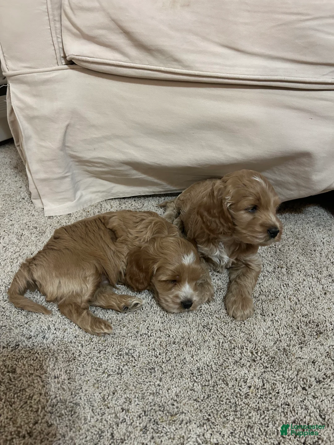 Cockapoo dogs for sale: Chip  - Ad 11