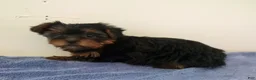 Yorkshire Terrier dogs for sale: Molly - Ad 3