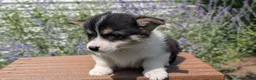 Welsh Corgi Pembroke dogs for sale: Lori - Ad 7