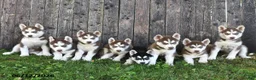 Siberian Husky dogs for sale: Flynn - Ad 3