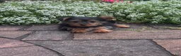 Yorkshire Terrier dogs for sale: Yamilla - Ad 2