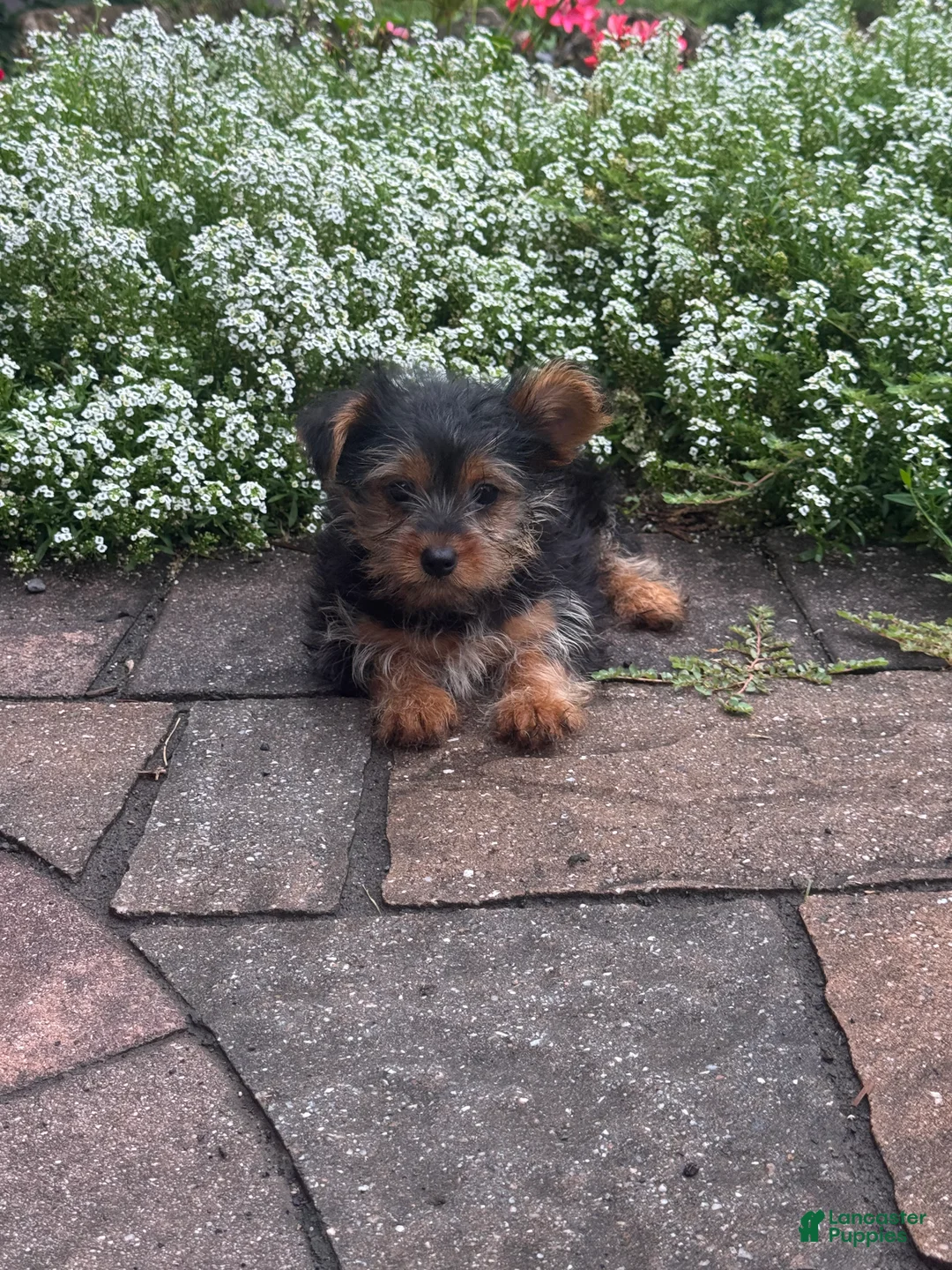Yorkshire Terrier dogs for sale: Yamilla - Ad 2