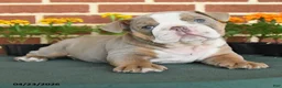 English Bulldog dogs for sale: Elsa - Ad 3