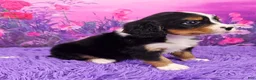 Miniature Bernese Mountain Dog dogs for sale: Rusty - Ad 2