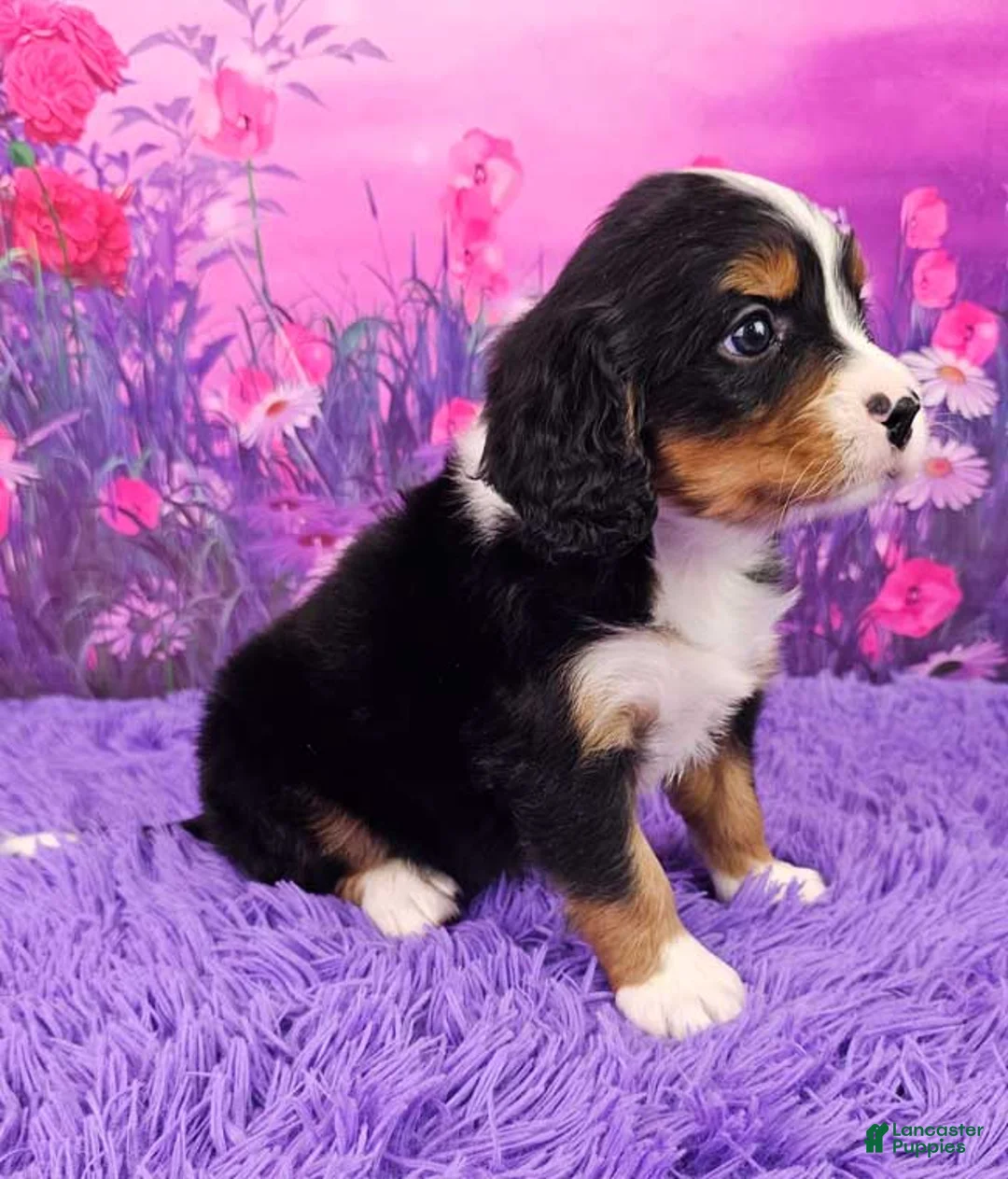Miniature Bernese Mountain Dog dogs for sale: Rusty - Ad 2