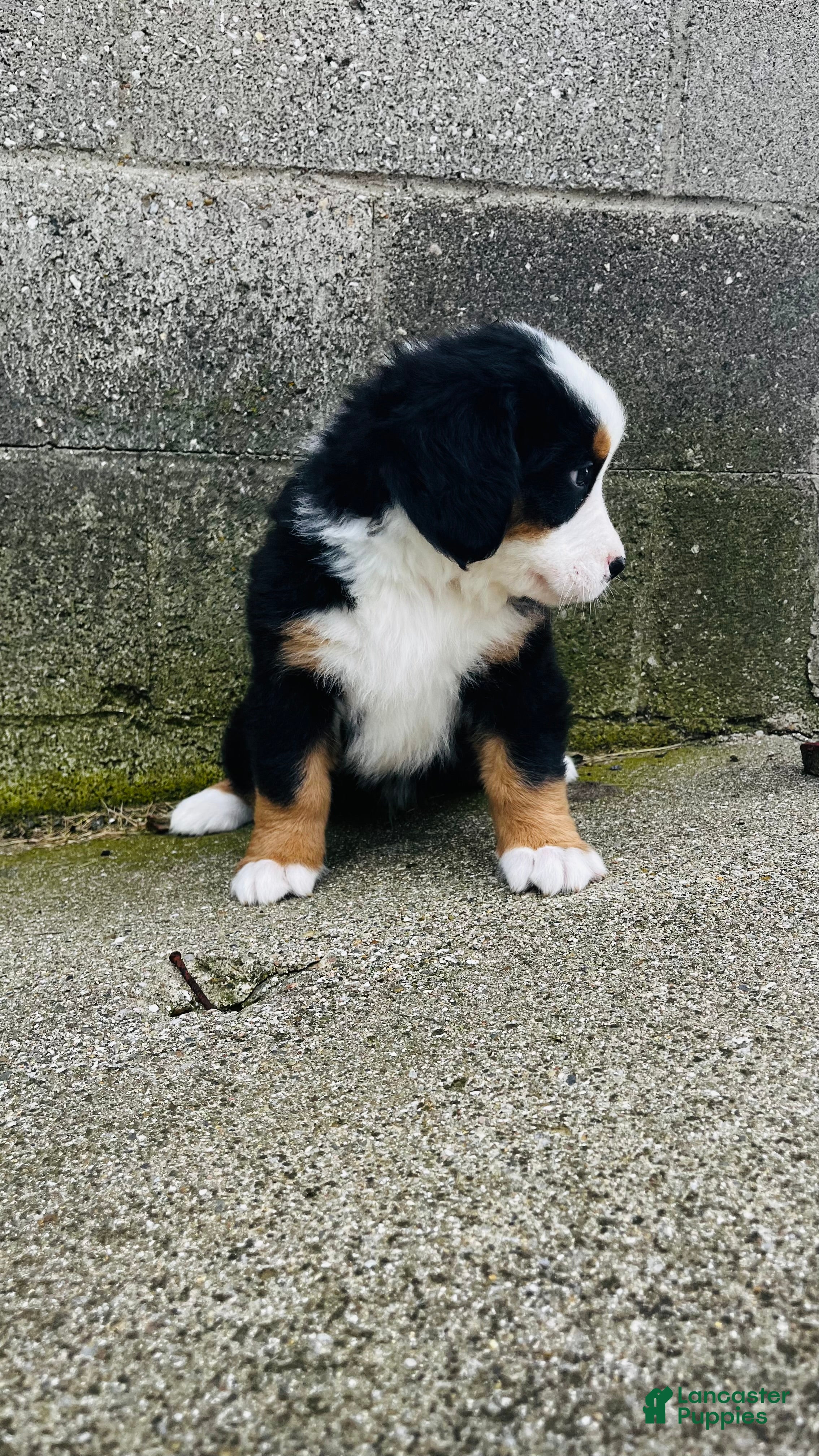 Bernese Mountain Dog dogs Bennett - Ad 2