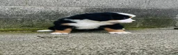 Bernese Mountain Dog dogs for sale: Bennett - Ad 2