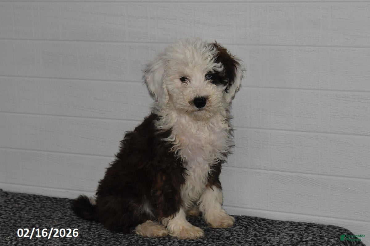 Mini Sheepadoodle dogs Olivia - Ad 2