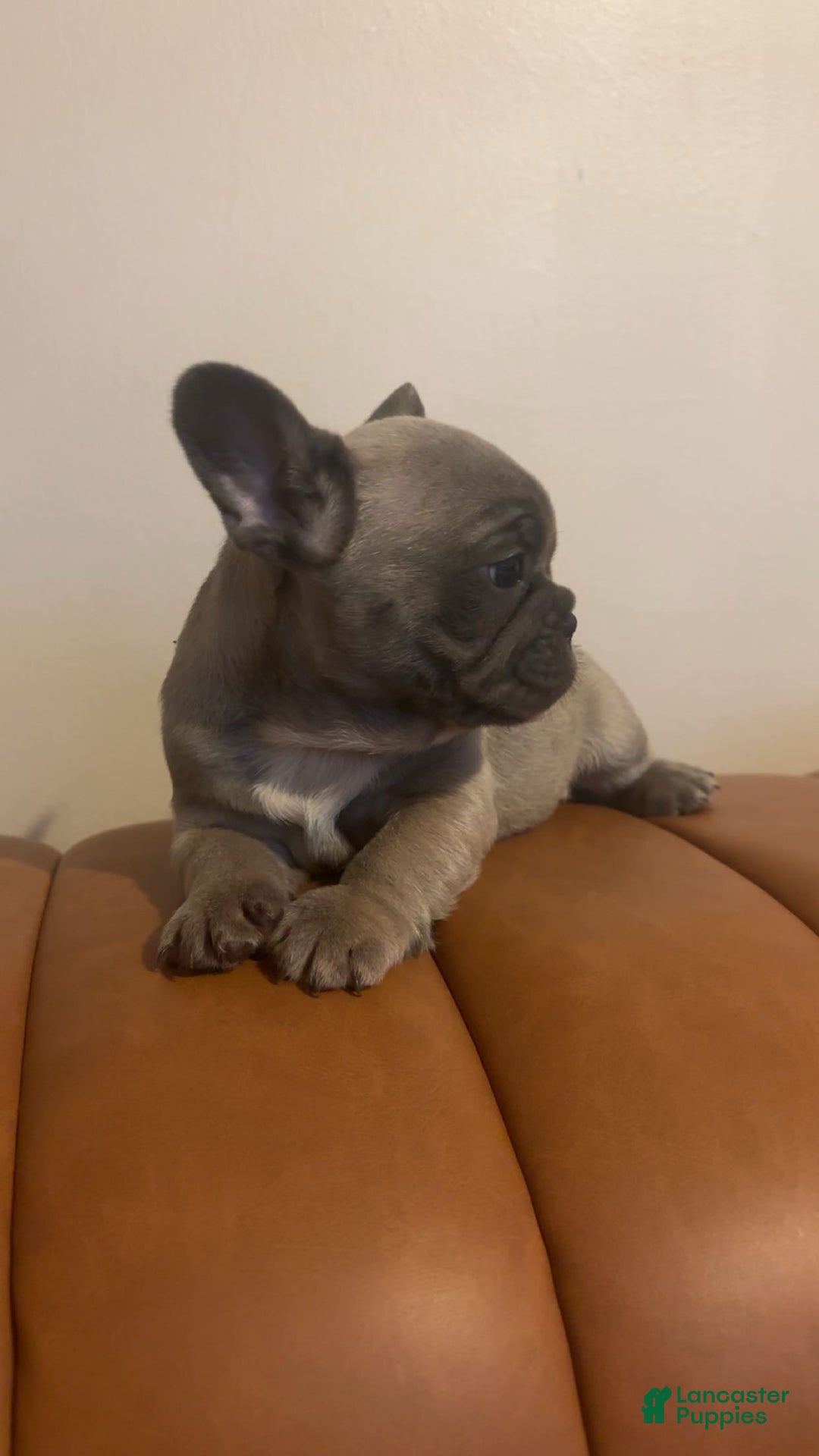 French Bulldog dogs for sale: French Bulldog Puppy 1 - Ad 3