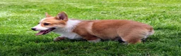 Welsh Corgi Pembroke dogs for sale: Olive(triple clear) AKC - Ad 12
