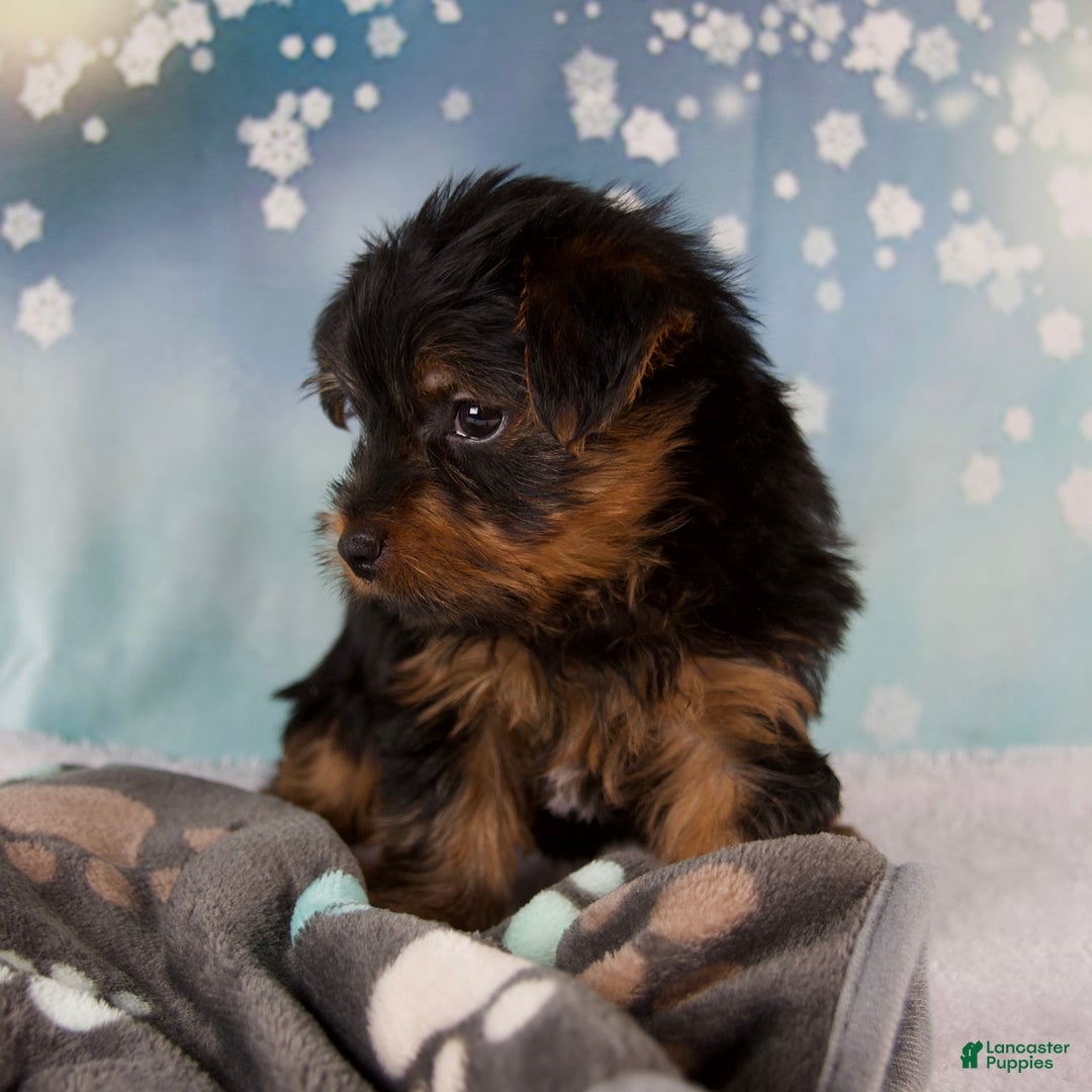 Yorkshire Terrier dogs for sale: Lela - Ad 7