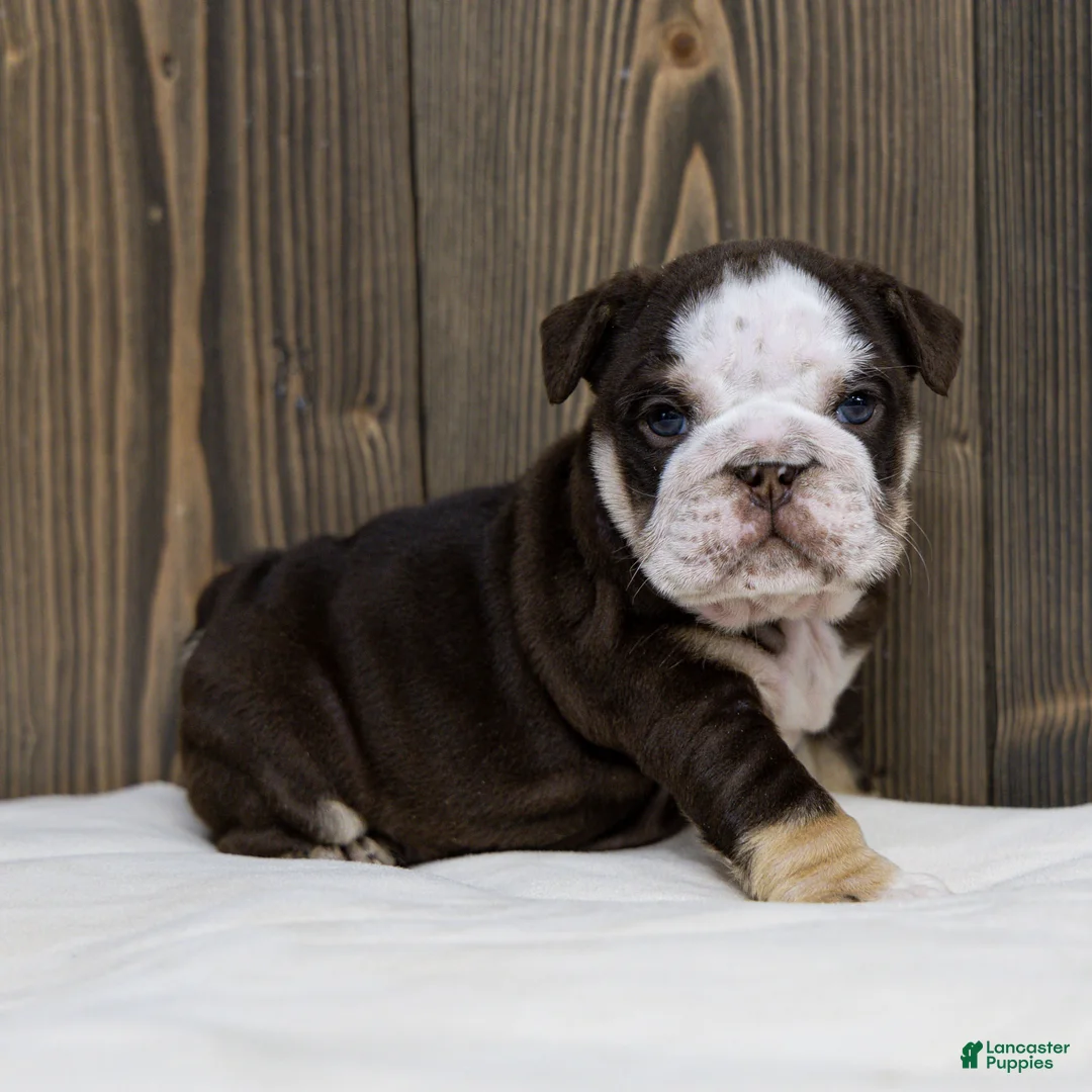 English Bulldog dogs for sale: Bruno Breaker English Bulldog Puppy  - Ad 1