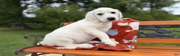 Mixed Breed dogs for sale: Frosty (Boy) - Ad 6
