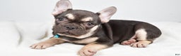 French Bulldog dogs for sale: Ellia  - Ad 5
