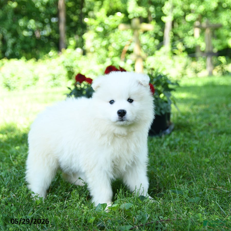 Samoyed dogs Ghost  - Ad 2
