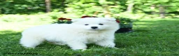 Samoyed dogs for sale: Ghost  - Ad 2