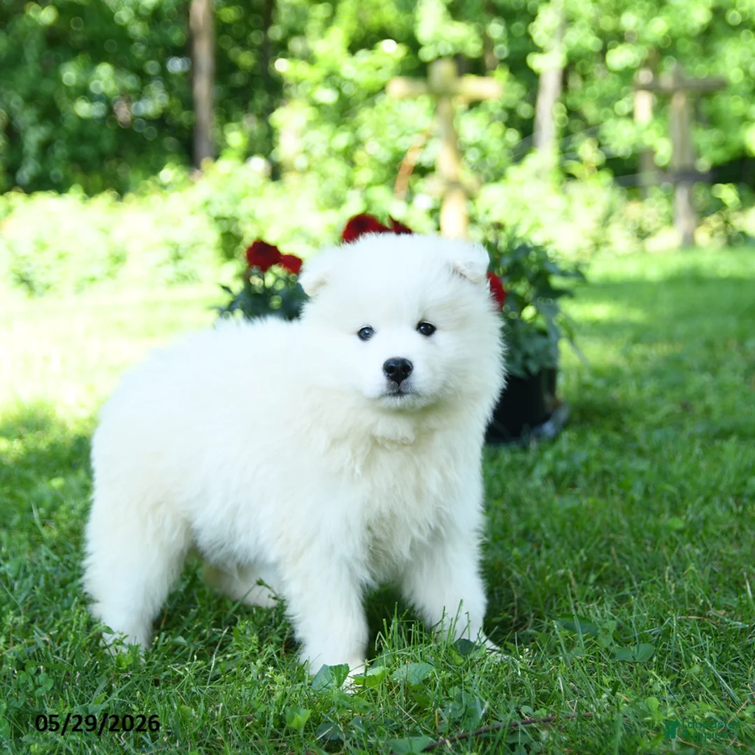 Samoyed dogs for sale: Ghost  - Ad 2