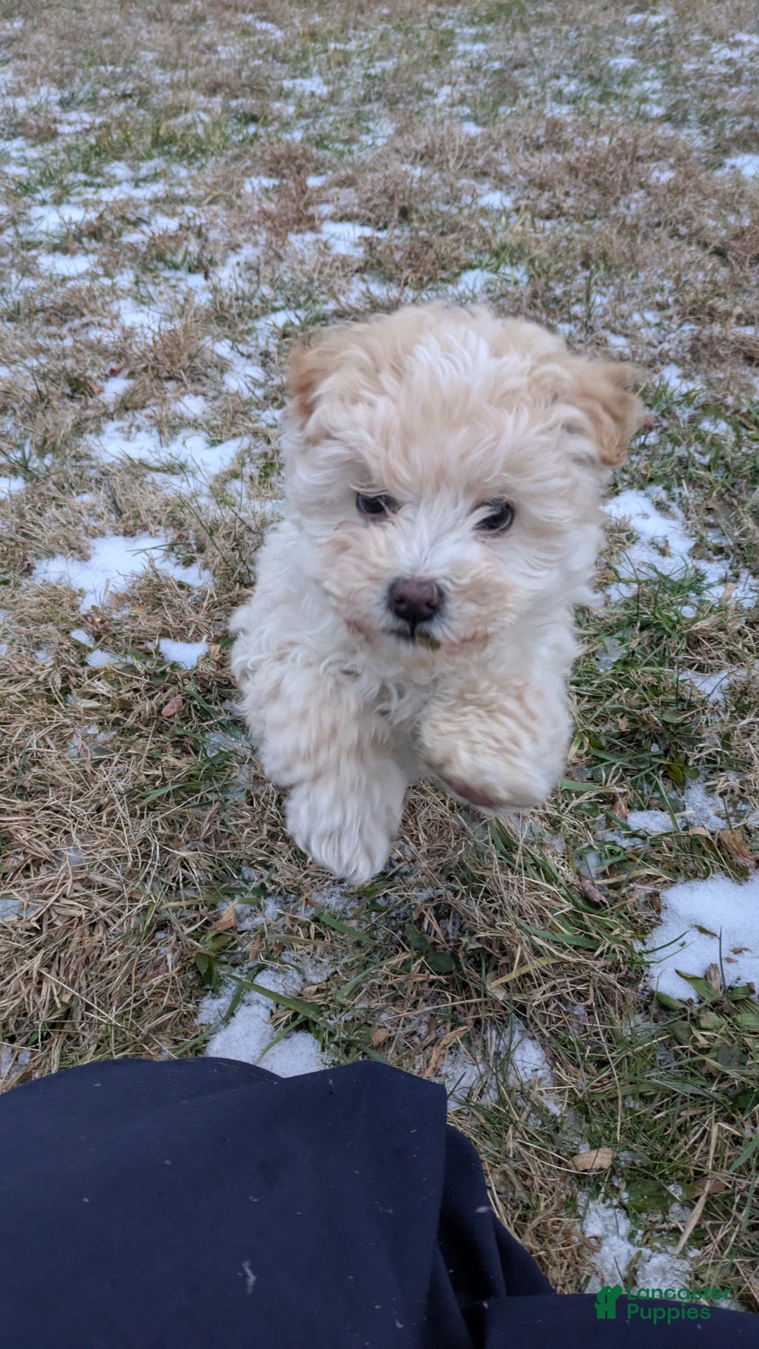 Mini Bernedoodle dogs for sale: Mini Bernedoodle Puppy 1 - Ad 3