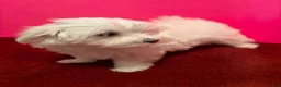 Maltese dogs for sale: Maltese 5 - Ad 4