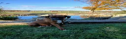 Boxer dogs for sale: Dreamer - Ad 8