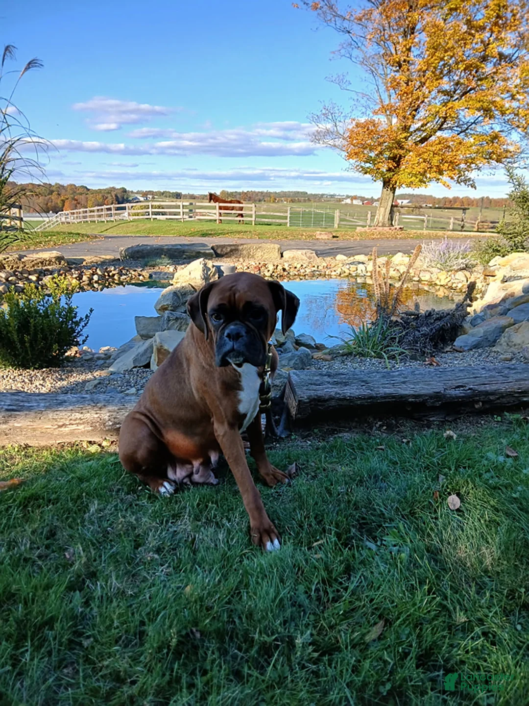 Boxer dogs for sale: Dreamer - Ad 8