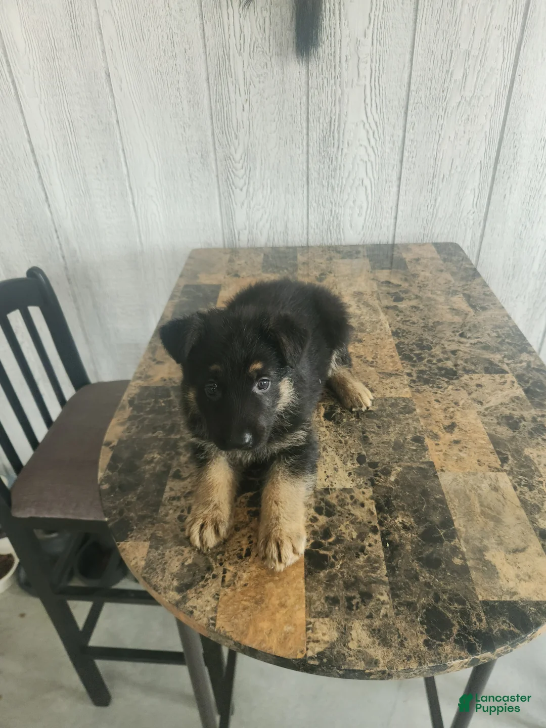 German Shepherd dogs for sale: Ellie - Ad 1