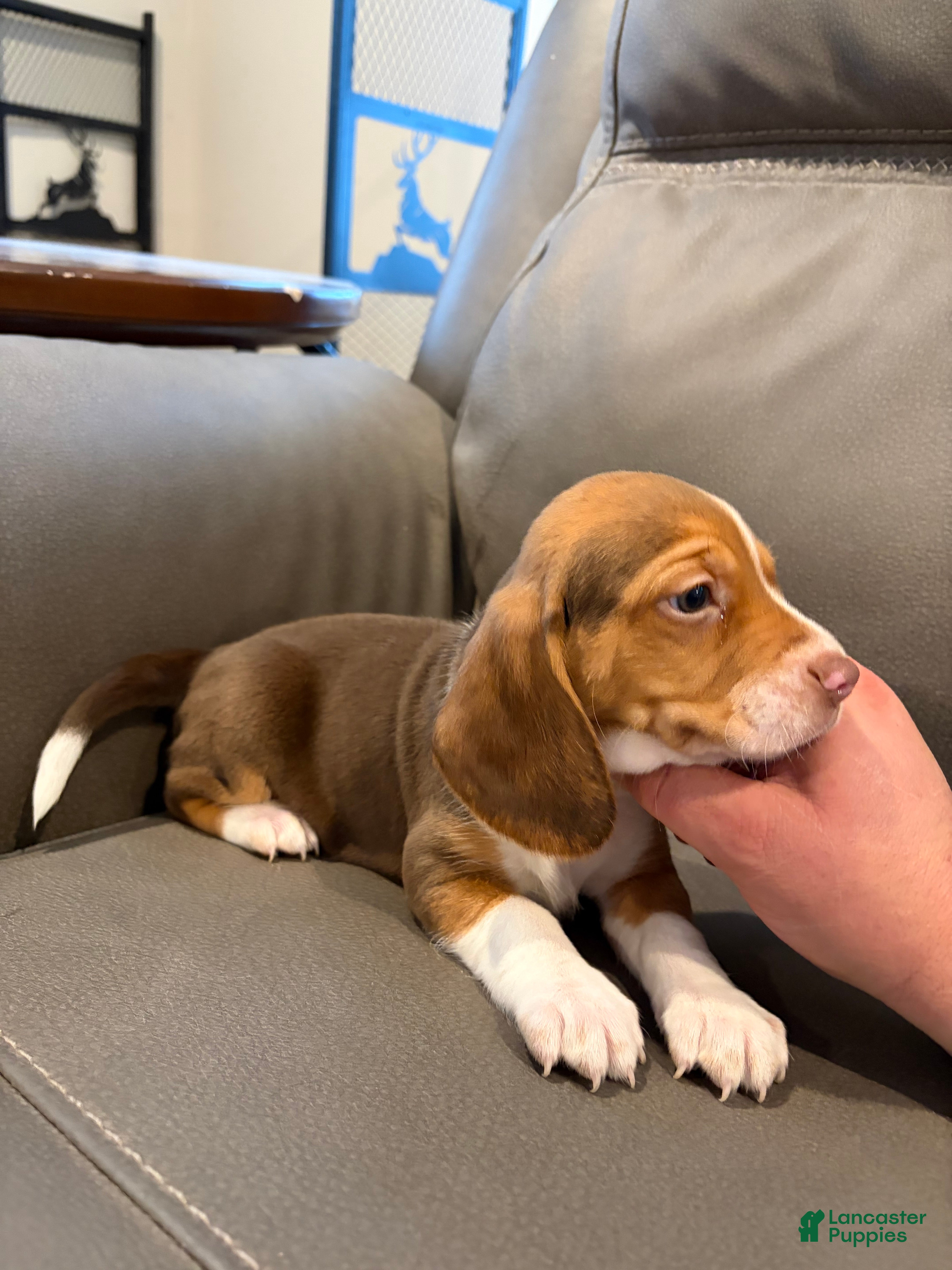 Beagle dogs Beagle Puppy 2 - Ad 5