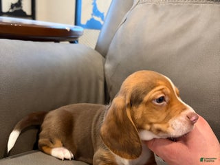 Beagle dogs Beagle Puppy 2 - Ad 5