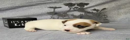 Jack Russell Terrier dogs for sale: NASH purebred CKC Registered  - Ad 12