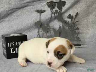 Jack Russell Terrier dogs NASH purebred CKC Registered - Ad 19
