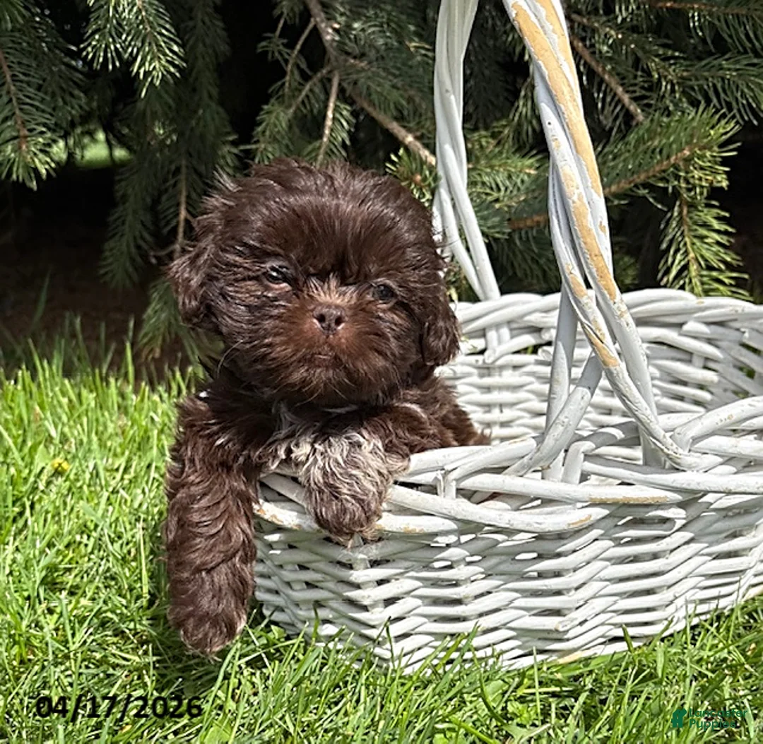 Shih Tzu dogs for sale: Tia  - Ad 1