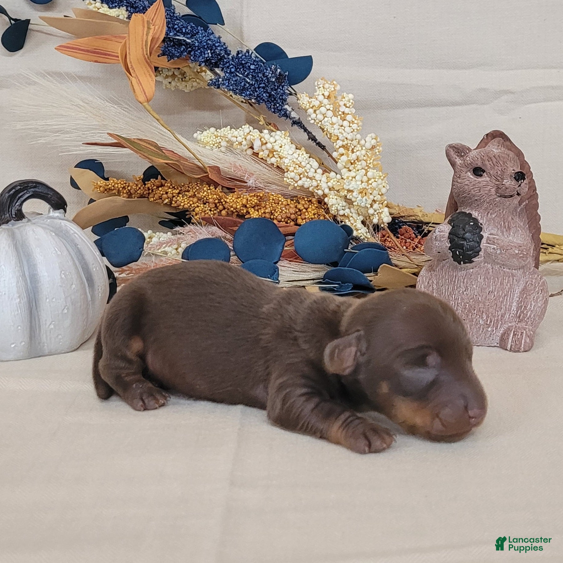 Miniature Dachshund dogs for sale: AKC Hank purebred Miniature Dachshund  - Ad 2