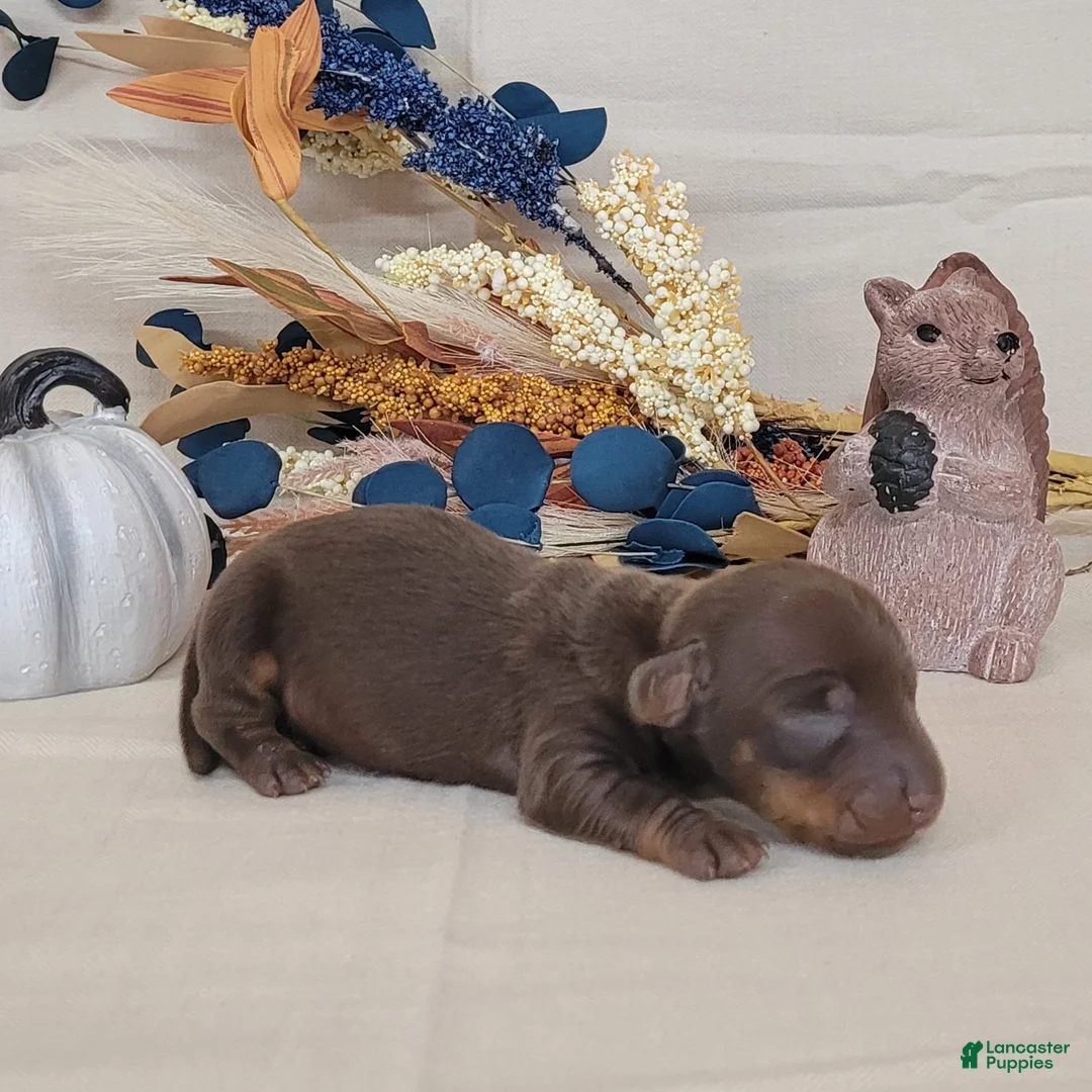 Miniature Dachshund dogs for sale: AKC Hank purebred Miniature Dachshund  - Ad 2