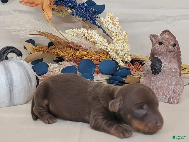 Miniature Dachshund dogs for sale: AKC Hank purebred Miniature Dachshund - Ad 2