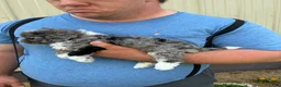 Mini Bernedoodle dogs for sale: Mini Bernedoodle 1 Sparky - Ad 3