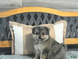 Pomeranian dogs for sale: Conner - Ad 1