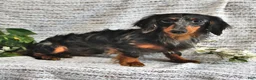 Miniature Dachshund dogs for sale: Elsa - Ad 8