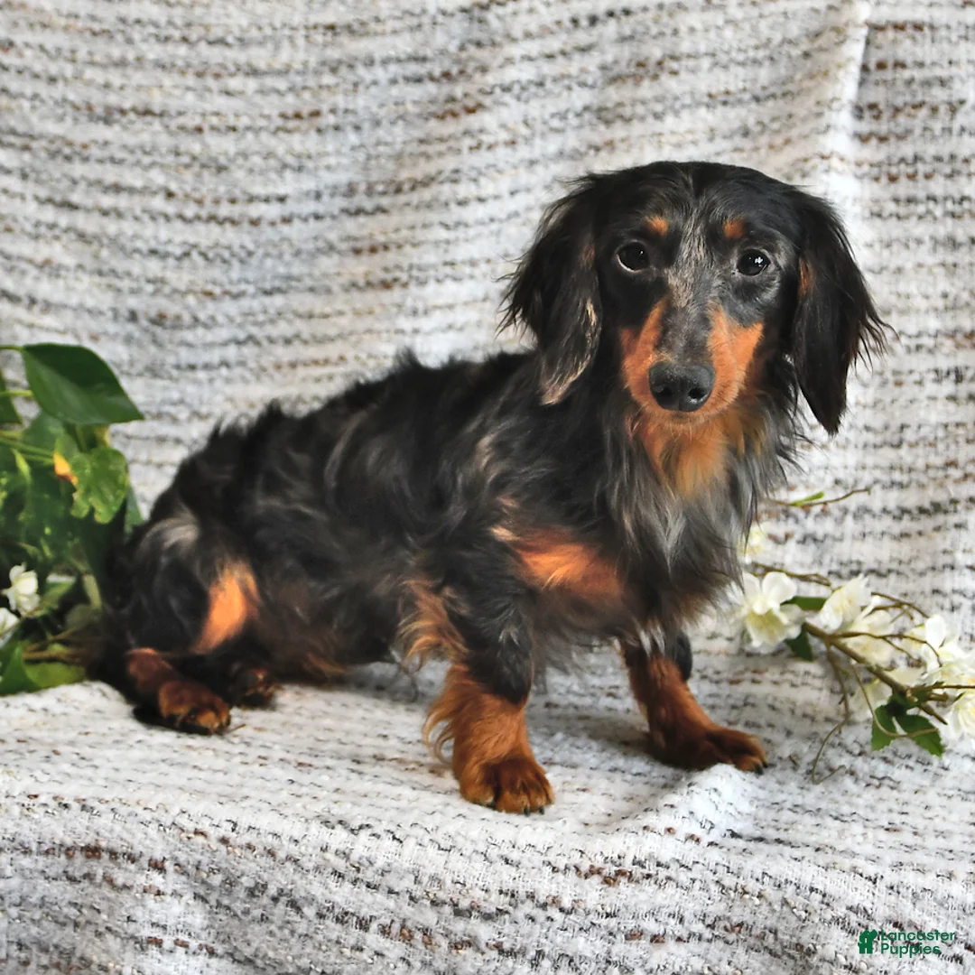 Miniature Dachshund dogs for sale: Erin - Ad 13