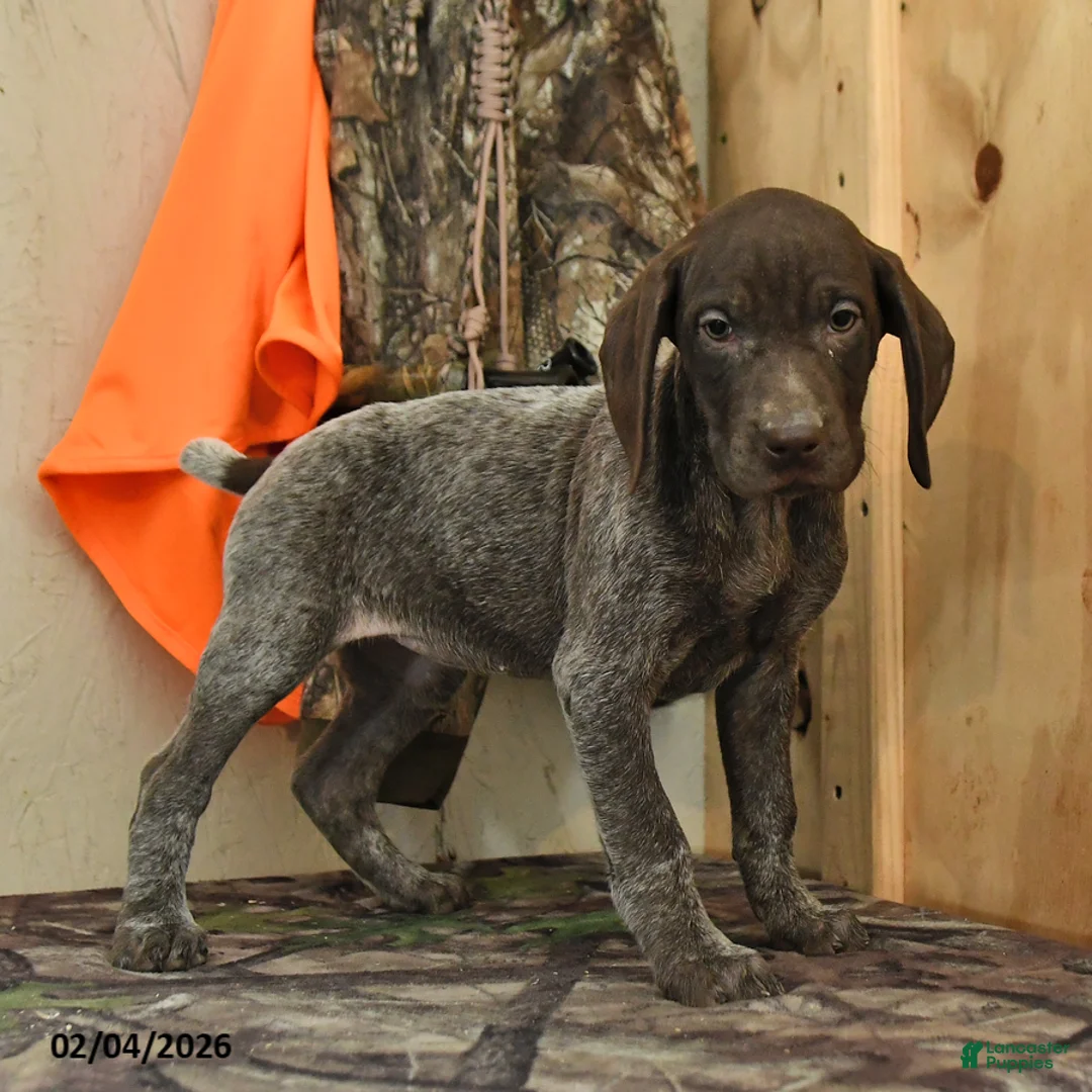 German Shorthaired Pointer dogs for sale: River - Ad 5
