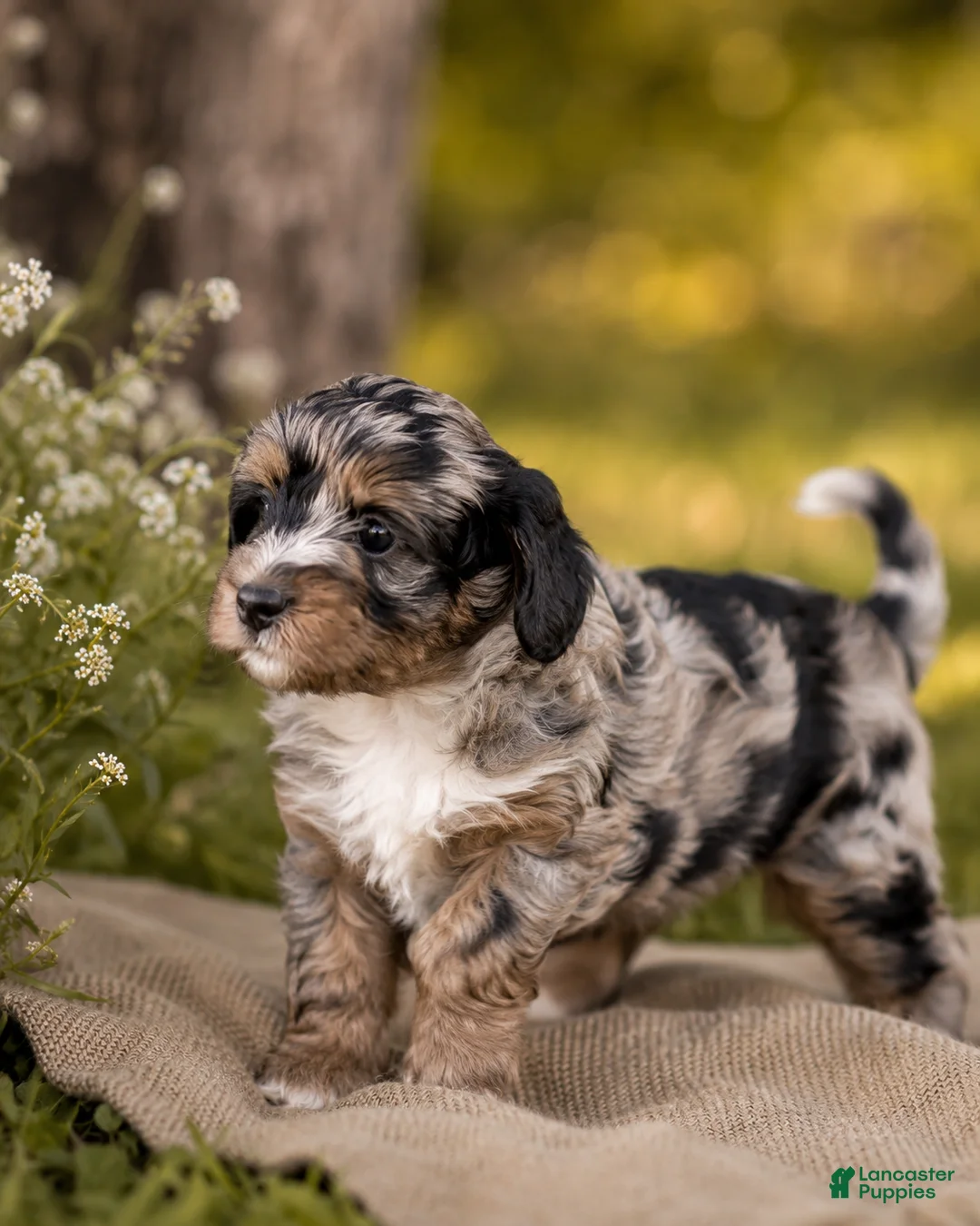 Bernedoodle dogs for sale: Moon - Ad 1