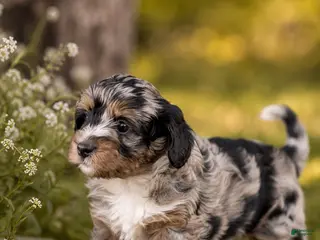Bernedoodle dogs for sale: Moon - Ad 4