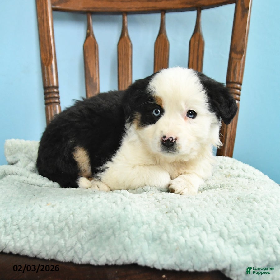 Miniature Australian Shepherd dogs Clair - Ad 1
